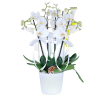4 Dal Beyaz Orkide Çiçeği