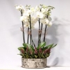 Dekoratif Beyaz Orkide