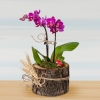 Kütükte Pembe Mini Orkide