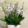 Ulrta Vip Orkide