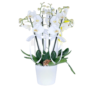 4 Dal Beyaz Orkide Çiçeği